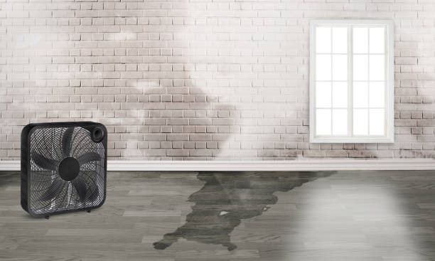 Best Flooded house restoration  in El Portal, FL
