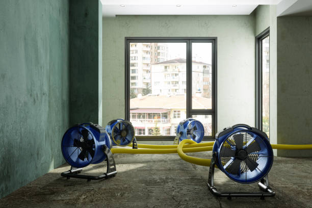 Best Flood damage cleanup  in El Portal, FL